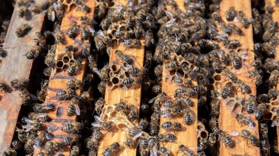 El Gobierno autoriza distribuir 30 millones entre las CCAA para apoyar la producción agraria