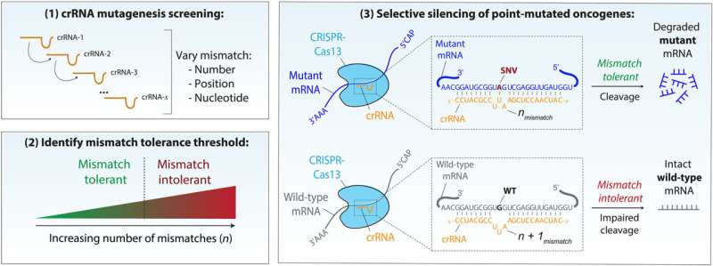 Researchers use CRISPR to silence gene mutations that drive aggressive cancers