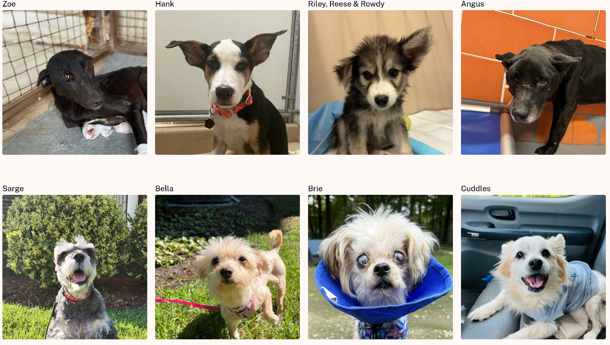 Eight images of dogs with their names above each image whom are hoping to be adopted.