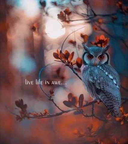 Live-Life-in-Awe