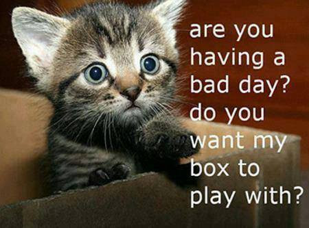 Cat-Bad-Day-Box