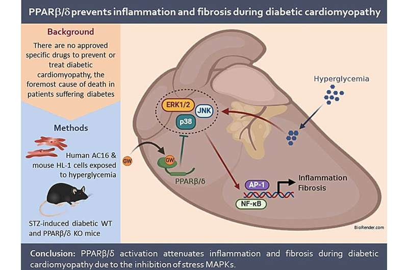 Researchers describe a potential target to address severe heart disease in diabetic patients