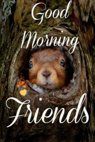 Good-Morning-Squirrel-Friends