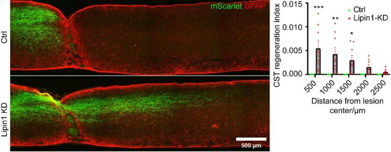 HKUST's novel gene discovery paves the way for treating central nervous system injuries