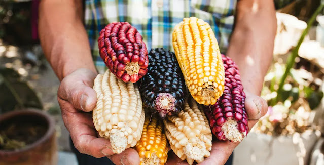 Person holding colorful corn