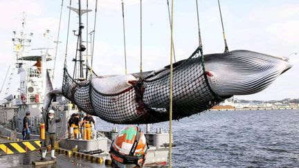 Arrestation de Paul Watson au Groenland : quels pays pratiquent encore la chasse à la baleine, pourtant interdite depuis 1986 ?