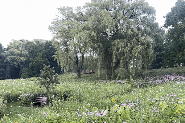 Meadow of wildflowers with a bench and several trees.