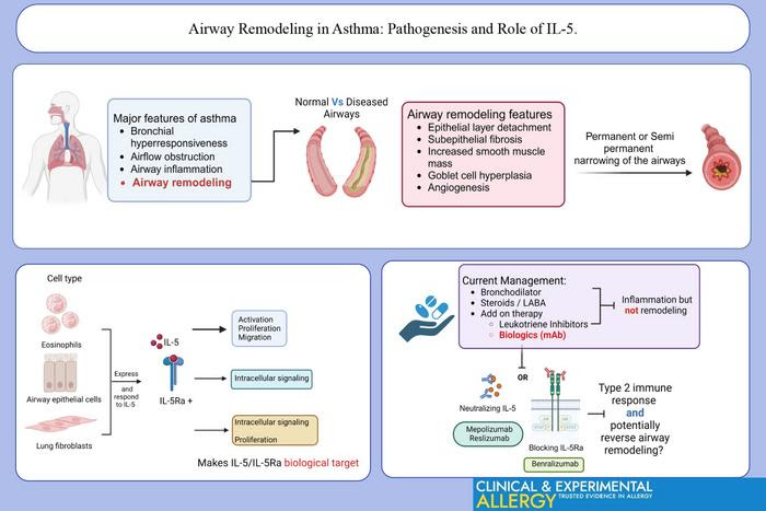 Airway Remodeling