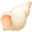 🐚