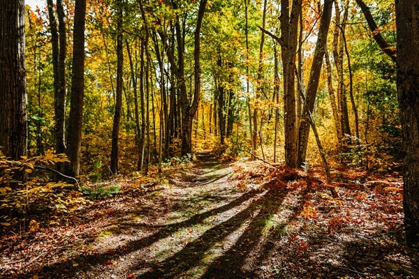 bright sunlight through tall, green, gold and red-leafed trees casts long shadows over a narrow dirt trail cutting through a forested area