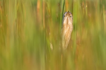 a slender golden-tan bird with bright black eyes outlined in yellow, and an upturned beak, pees out from green and gold grasses