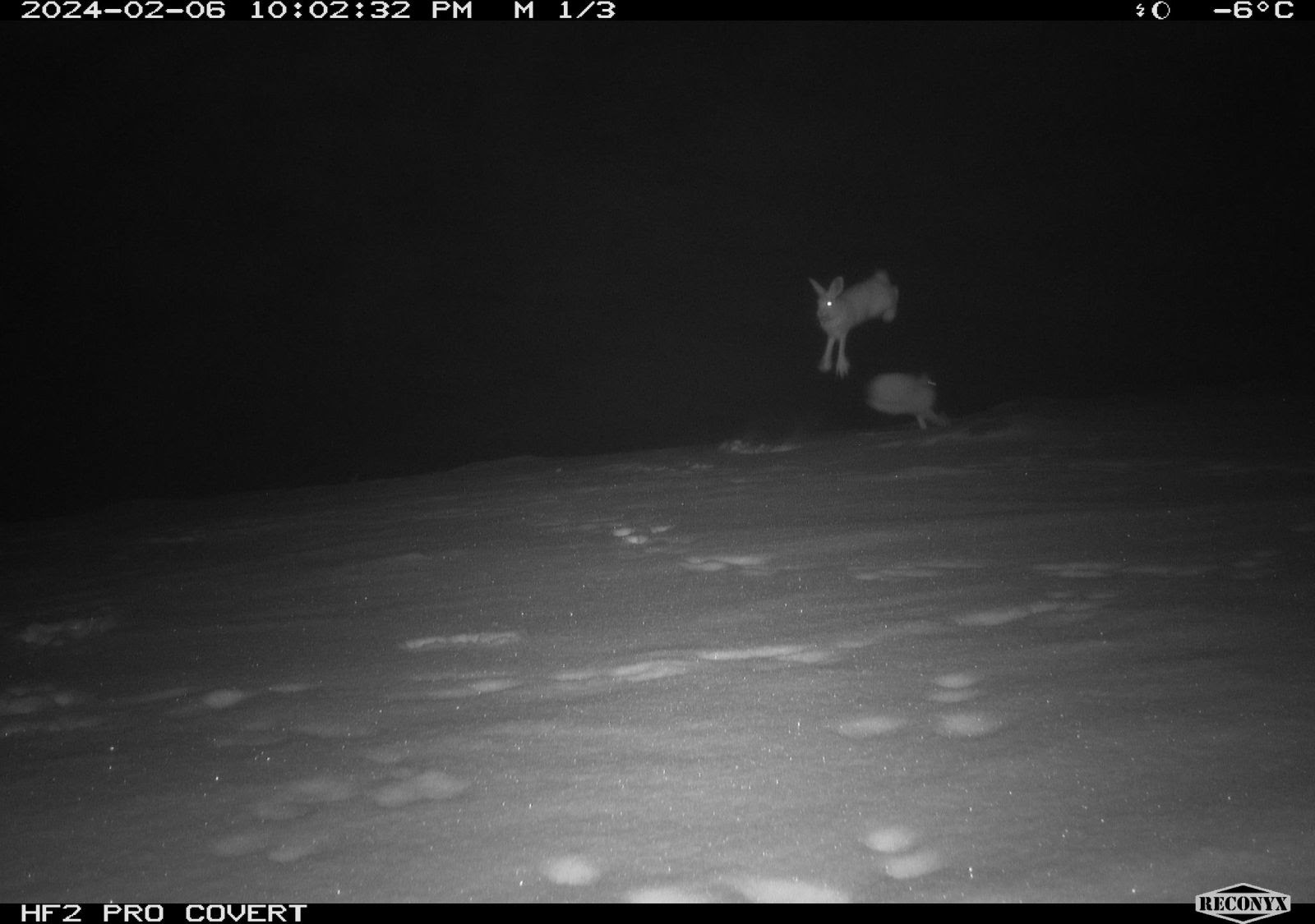 A remote camera image of a snowshoe hare at night, jumping around in the snow.