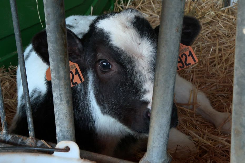 “Quelqu’un se fait forcément de l’argent sur le dos des éleveurs” : pourquoi le cours du veau s’est effondré