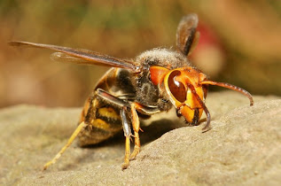 Asian Hornet