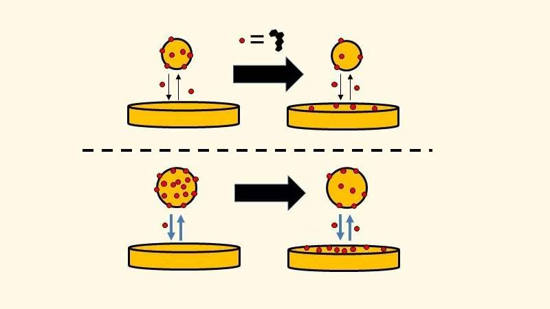 Houston Methodist scientists make surprising discovery pinpointing when good cholesterol becomes harmful