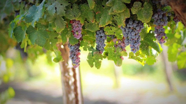 Pope Francis met Monday with participants in the Vinitaly trade fair, which focuses on relationships between wine producers, buyers, and stakeholders.