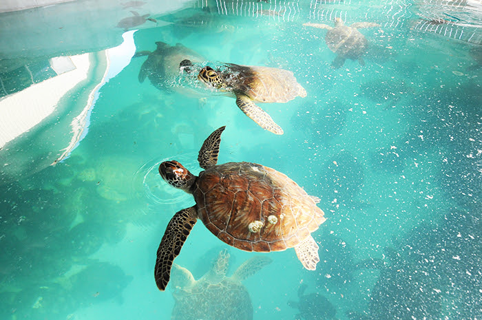 sea turtles rescued from cold stun 