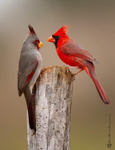 Cardinal-Face-Off