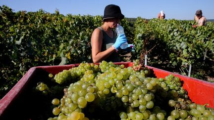 Le gouvernement a-t-il vraiment 'suspendu par décret' le repos hebdomadaire pour les salariés agricoles à l'approche des vendanges ?