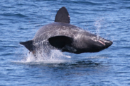 Basking shark seen during the spring EcoMon survey