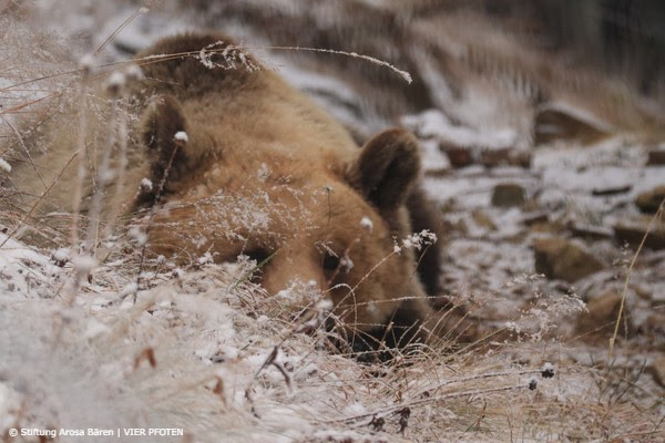 Bear Amelia during snowy weather in the outer enclosure of Arosa Bear Sanctuary