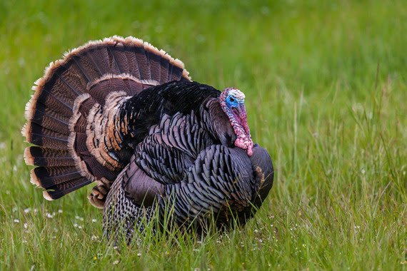 A male turkey standing in a field of green grass. 