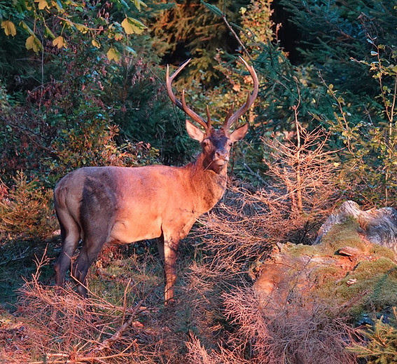 09_Relation avec les cerfs.jpg