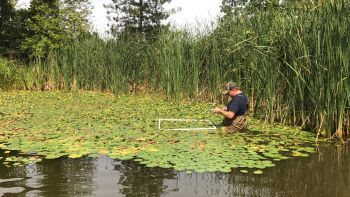 A man stands in the water amidst lily pads with a white, square PVC frame on the surface near a shoreline covered in cattails.