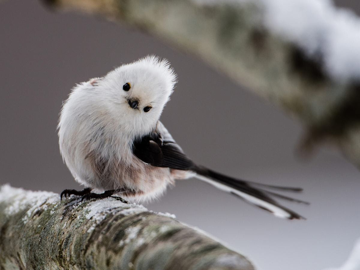 Long-tailed tit in winter