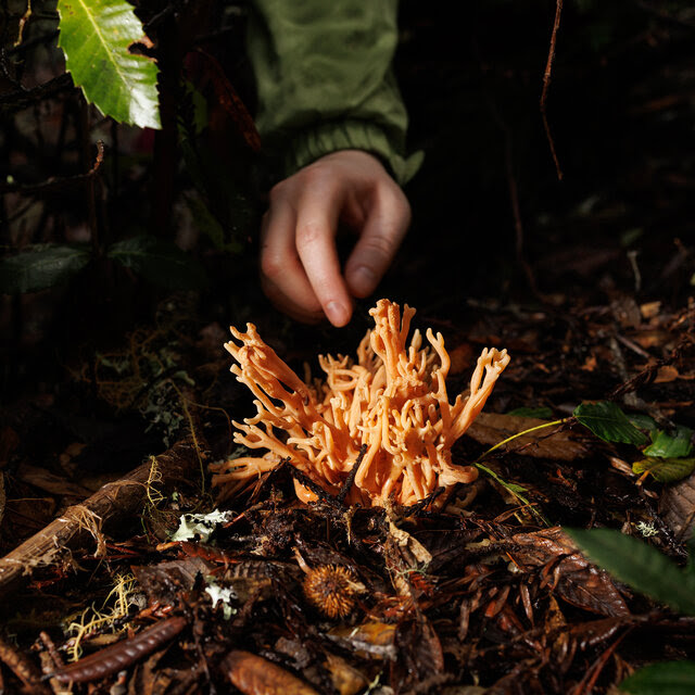 A close-up view of a hand reaching for an exotic, orange-colored fungus sprouting from wet leaf litter on the forest floor.