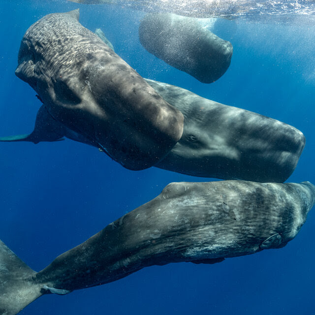 Four sperm whales swim together just below the water’s surface.