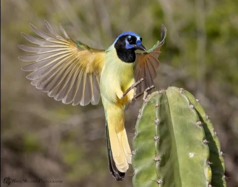 Bird-Green-Jay-Cactus-landing