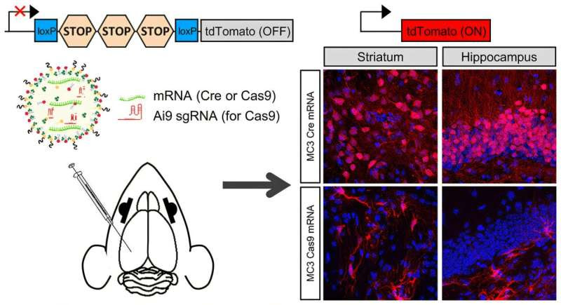 Revolutionary lipid nanoparticle-mRNA delivery system transforms neurological treatment and beyond