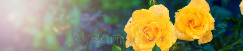 Decorative rose banner.