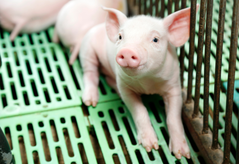 Petit porcelet assis sur un sol en caillebotis vert et à adossé aux grilles de sa cage, regardant l'objectif