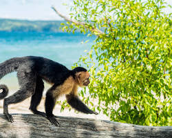 Imagen de family spotting monkeys in Costa Rica