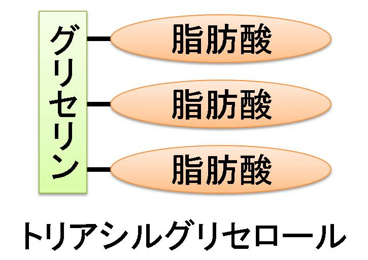 トリアシルグリセロール