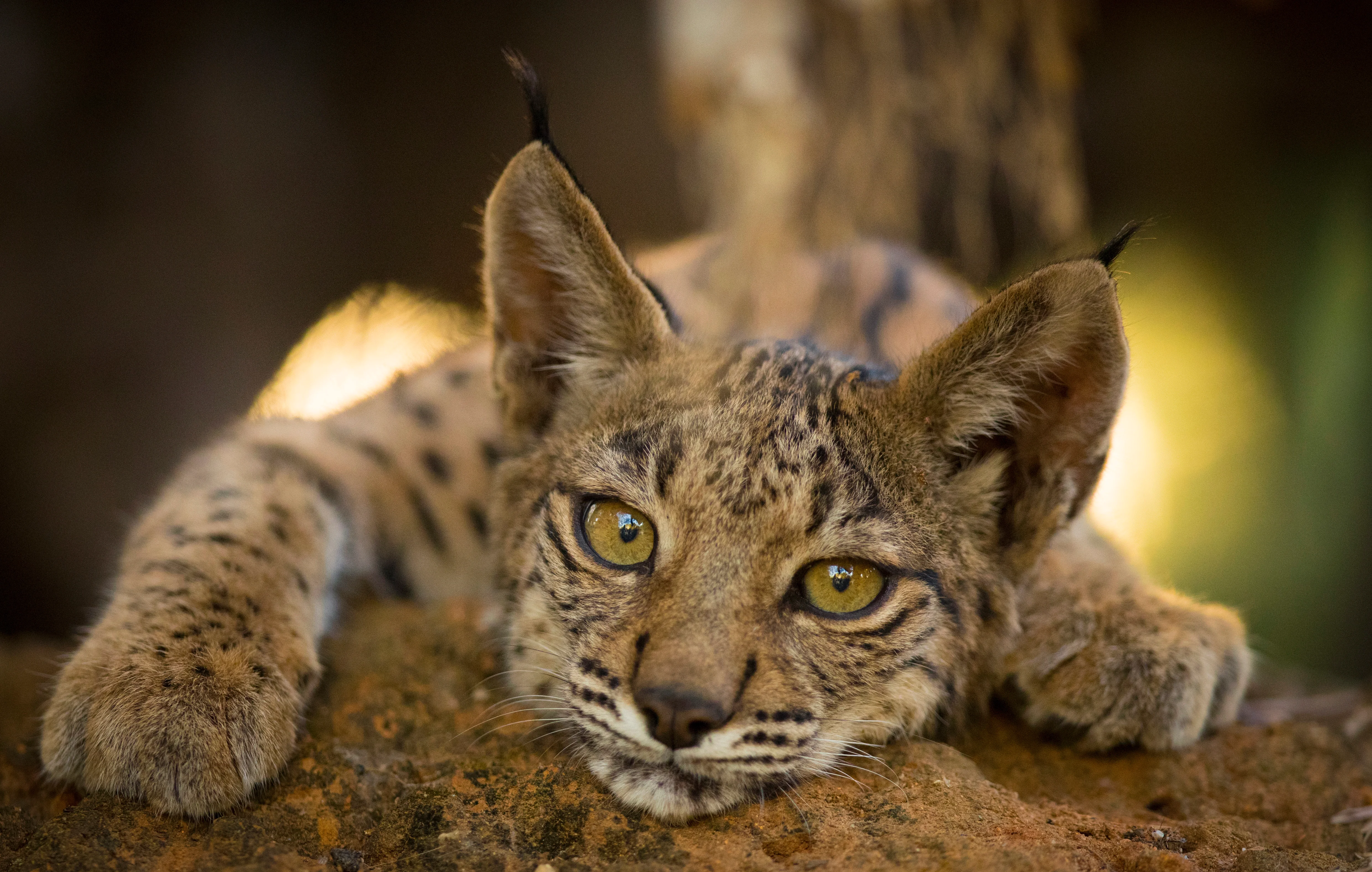 An Iberian lynx cub is photographed in the surroundings of the Doñana National Park, in Aznalcazar, Spain in 2018.