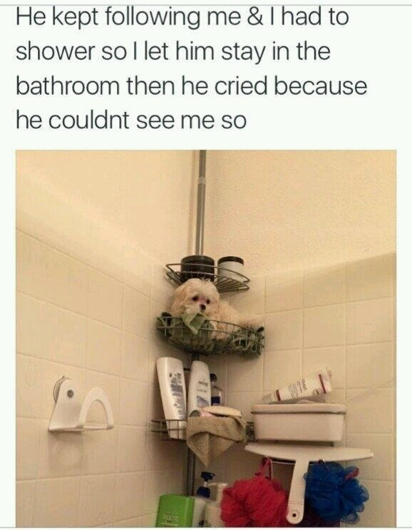 He kept following me  I had to shower so I let him stay in the bathroom then he cried because he couldnt see me so