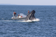 The head of a whale pokes above the ocean next to researchers on a small boat. Credit: Mason Weinrich under NOAA Fisheries Permit no. 27272