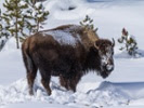 Herbivores specialize to get enough food in winter