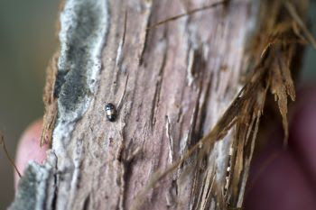 A nitidulid beetle on an oak tree with an oak wilt pressure pad showing on the bark. 
