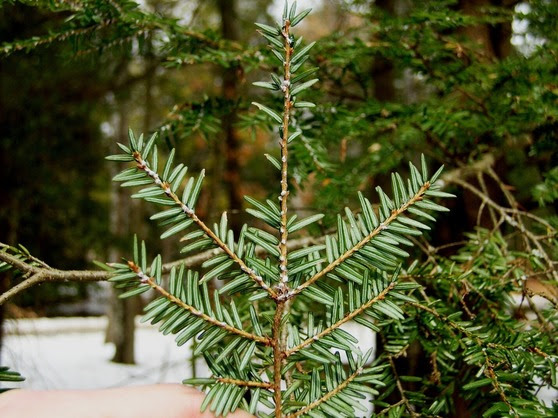 Hemlock twig with white wool