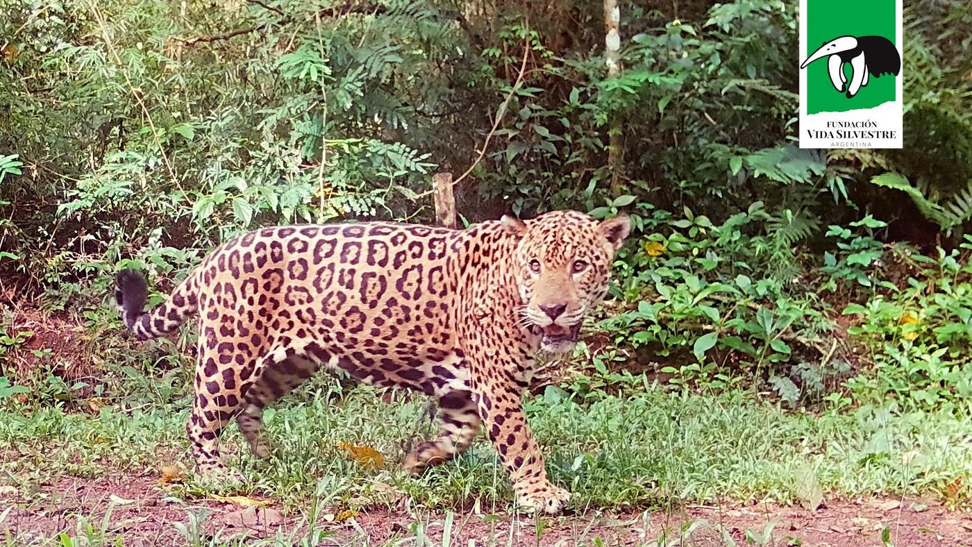 El yaguareté: conservarlo es proteger la vida en la selva misionera