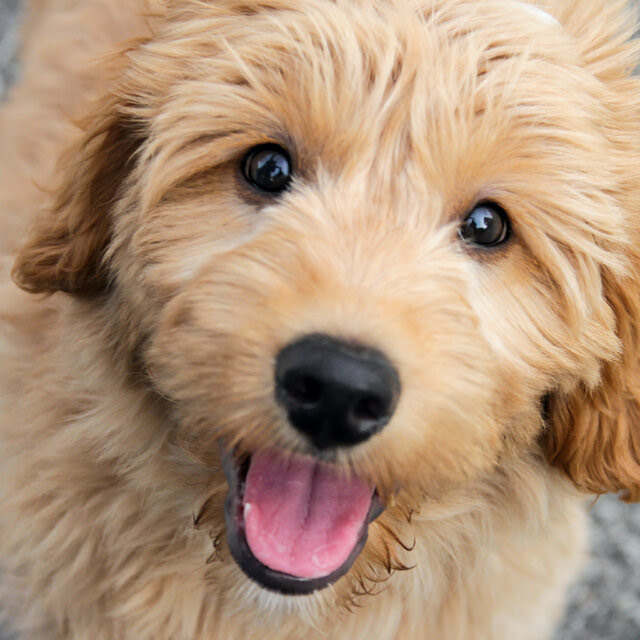A goldendoodle stares up at a camera with its mouth open and tongue out. 