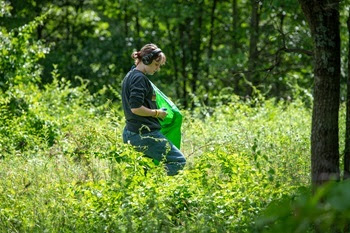 A woman in T-shirt, jeans and headphones carries a neon green bag while pulling spotted knapweed in forested area of Island Lake Rec Area.