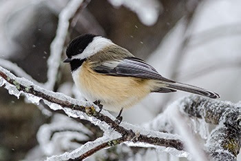 a black-capped chickadee, with tan body and black and grey-white wings, perches on a thin, ice-covered branch, snow in background