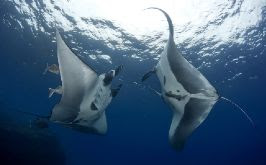 Cocos Island, Costa Rica