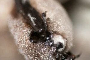 This image shows a hibernating little brown bat infected with white-nose syndrome.