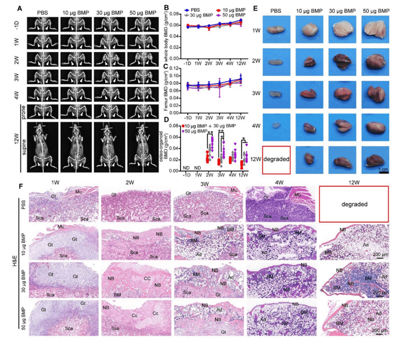 A) Dual-energy X-ray absorptiometry ((D(E)XA)) images of mice injected with varying dosages (10, 30, or 50 µg) of rhBMP-2 imaged 6 times up to 12 weeks. B, C, D) Bone mineral density (BMD) analysis for whole body, femur, and the osteo-organoid for the varying dosages and time points (week 1,2,3,4, and 12 post-implantations. Obvious bone generation was observed after only 2 weeks when comparing to the PBS control group, as confirmed by E) visual inspection and F) hematoxylin and eosin (H&E) staining of the excised tissue, highlighting granulated tissue (Gt), scaffolds (Sca), chondrocytes (Cc), muscle (Mu), bone marrow (BM), new bone (NB), and adipocytes (Ad). D(E)XA imaging confirmed a dosage of 30 µg as an adequate and cost-effective dose for the development of osteo-organoids for further experiments.